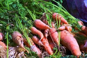 DeSean Jackson’s Exciting Journey: From NFL Stardom to DSU Spotlight – philadelphia365.info