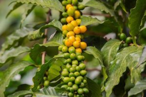 The IkoSystem: Jonathan Kuminga’s Two-Way Breakthrough and John Collins’ Steady Progress in Houston – houston365.info