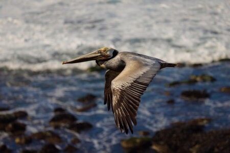 Find Out If Your Favorite Local Landmark Is Featured in the New Monopoly San Diego Edition! – sandiego365.info