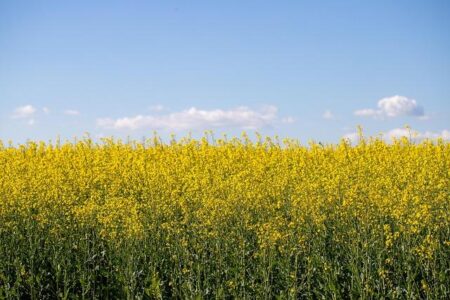 Why Major Rape Cases in France Consistently Spark Shock and Outrage – news-france.info