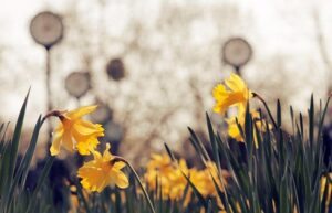 Can a New Park Transform Dallas’ Most Notorious Crime Hotspot? – dallas365.info