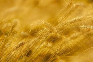 Serabi Gold Aims to Double Production in Brazil by 2026 – www.mondialnews.com