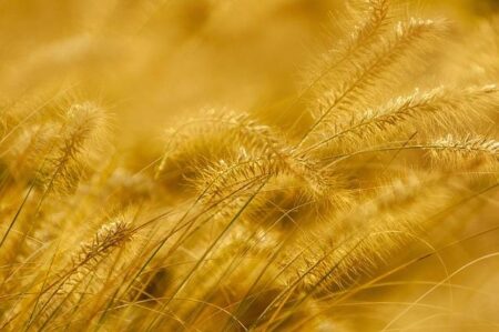 Serabi Gold Aims to Double Production in Brazil by 2026 – www.mondialnews.com