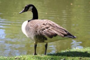 Canada’s 2026-2027 Immigration Plan Set to Dramatically Reduce Student, Temporary Resident, and International Worker Numbers – www.mondialnews.com