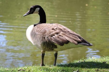 Canada’s 2026-2027 Immigration Plan Set to Dramatically Reduce Student, Temporary Resident, and International Worker Numbers – www.mondialnews.com