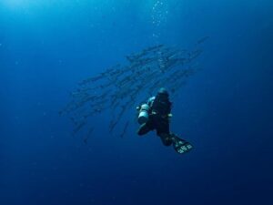 Fatal Encounter: Diver Fatally Attacked by 4.5m Shark Off Albany Coast – www.mondialnews.com