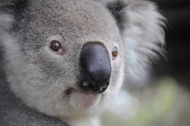 Why Australia Must Rethink Its Approach to Building Frontier AI – www.mondialnews.com