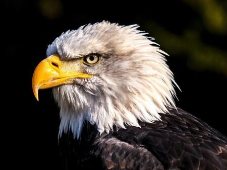 Eagles’ Controversial Kick Ignites Urgent Rules Clarification Meeting – philadelphia365.info